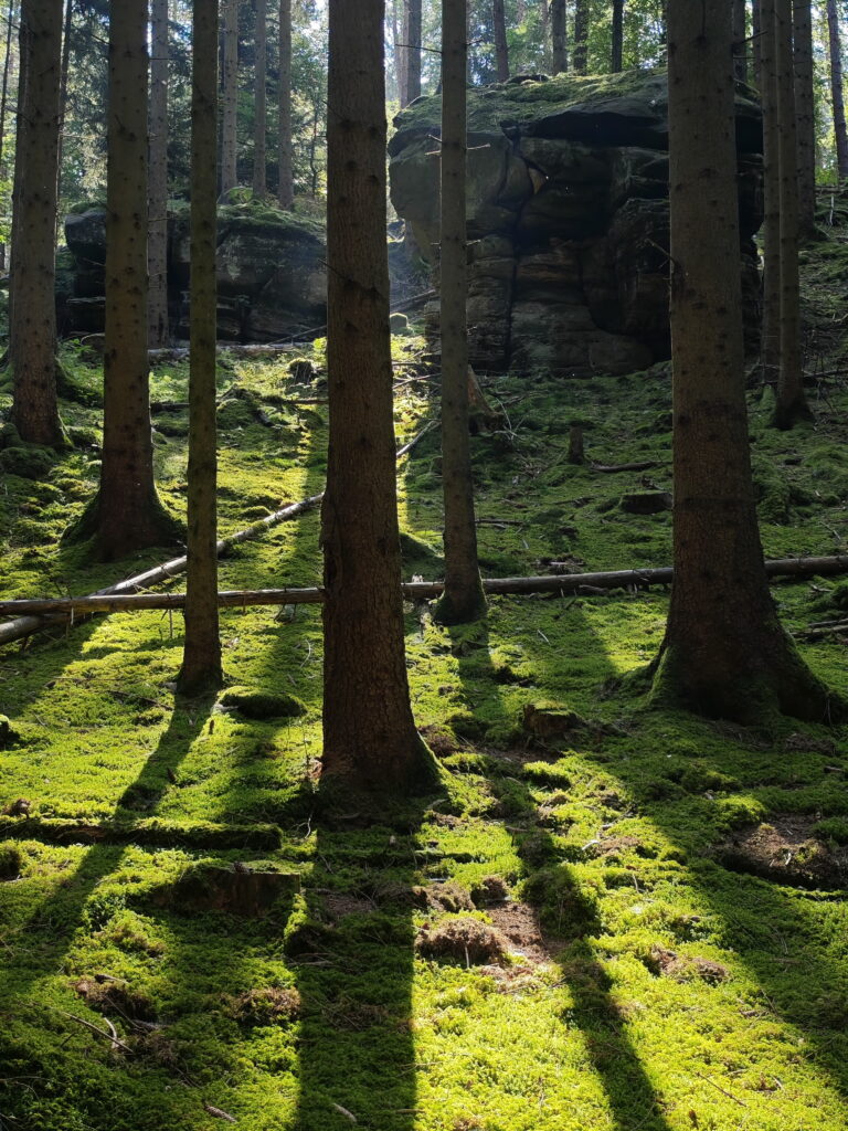 Zahlreiche Felsen mitten im Wald prägen diese Wanderung
